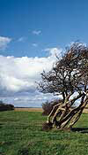 Bent Tree Picture