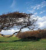 Bent Tree Picture